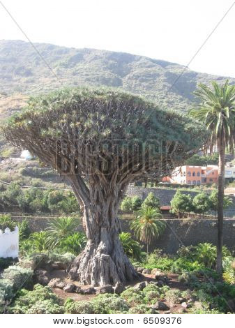 Dragon Tree