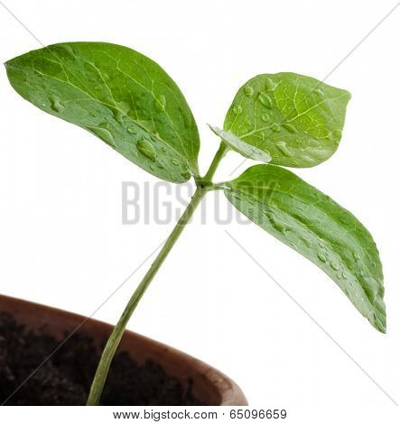 sprout of persimmon tree with water drops close up  isolated on white background 