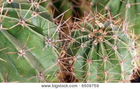 ส่วนพืชแคคตัส thorny บาร์เรล
