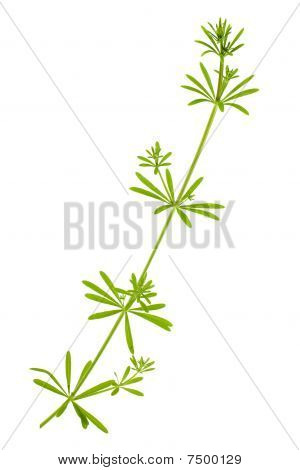Stelo di pianta più arrabbiata