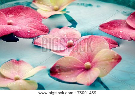 Bowl of water with pink hortensia petals