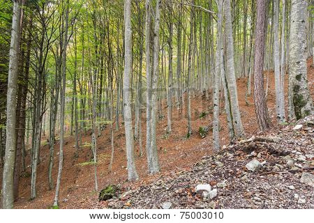 Inside Of A Forest In The Italian Dolomites