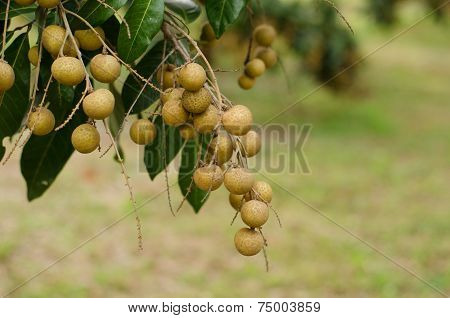 Longan Hanging On Tree