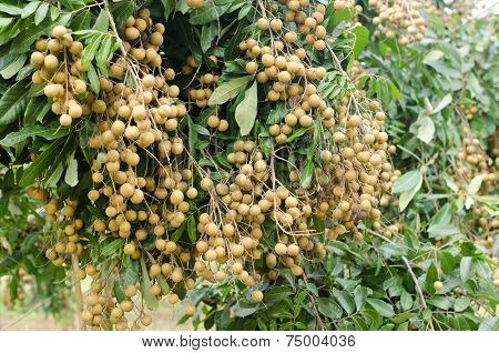 Longan Hanging On Tree