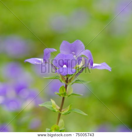 Blue Hawaii flower (Brazilian Snapdraon)