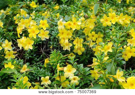 .golden Trumpet Blooming In Garden.