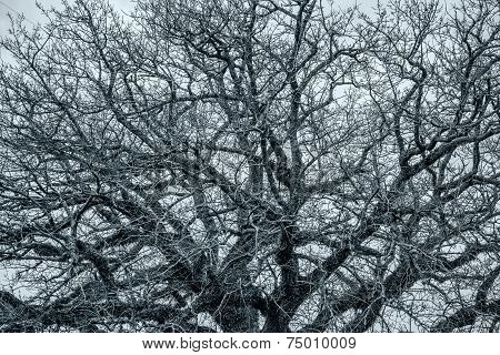 The tree