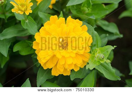 Blooming Zinnias In Garden