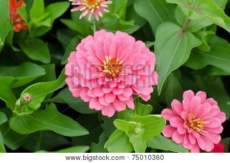 Blooming Zinnias In Garden