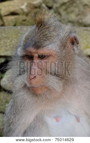 crab-eating macaque or long-tailed macaque or macaca fascicularis