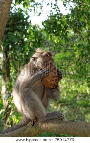 crab-eating macaque or long-tailed macaque or macaca fascicularis eating coconut