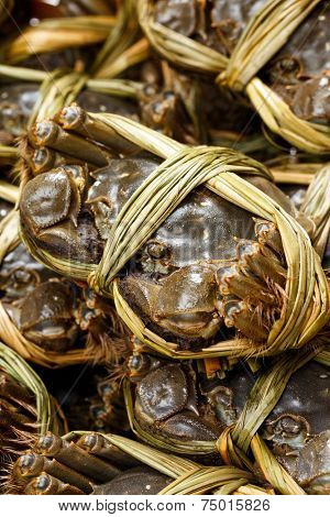Close up of uncooked hairy crabs