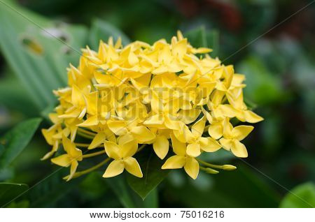 Ixora  Flower