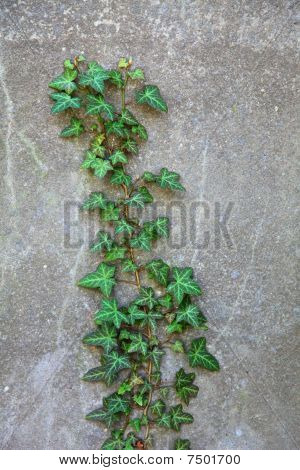 Ivy aufwachsen der Wand