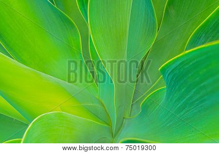 Agave