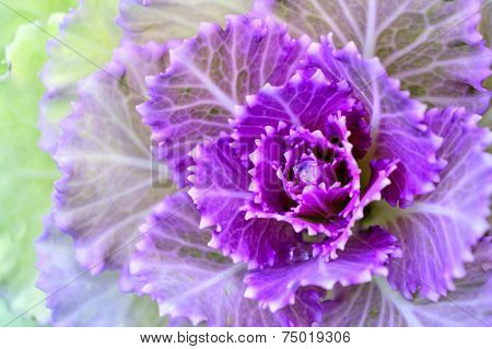 Cabbage