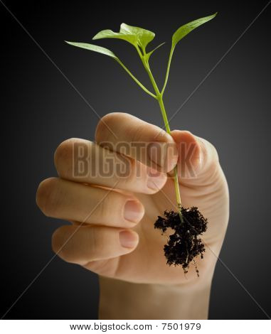 Plante