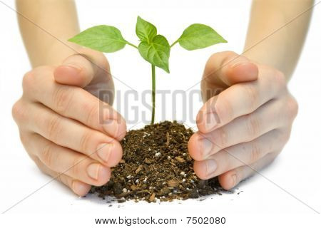 plante