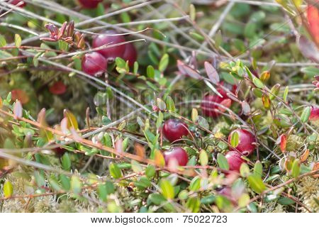 Background of swamp cranberries in wild nature