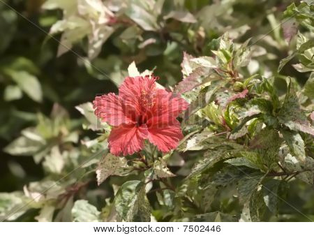 Hibiskus květ