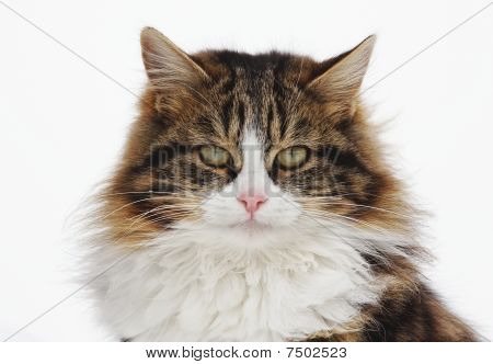 Kedi portresi