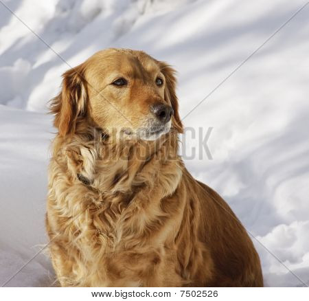Evde köpek