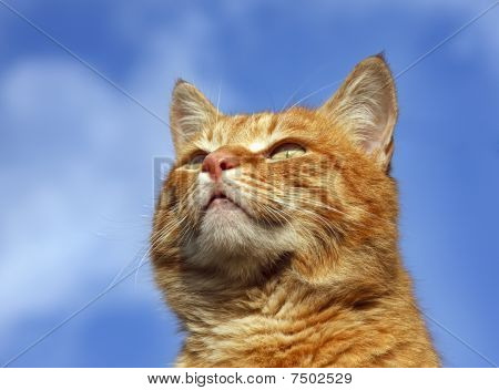 Kedi portresi