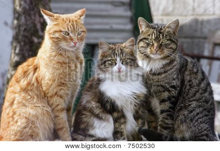 Kedi üçlü