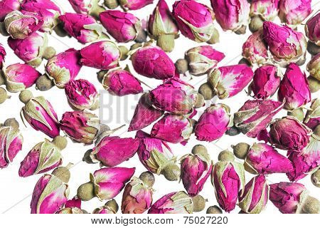 rose buds on white background