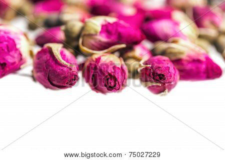 rose buds on white background