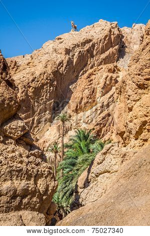 Mountain Oasis Tamerza In Tunisia Near The Border With Algeria.