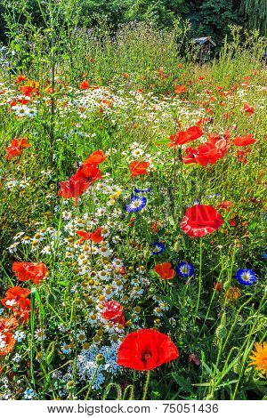 Forest meadow with wildflowers