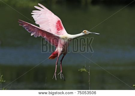 Roseate Spoonbill Coming In For A Landing