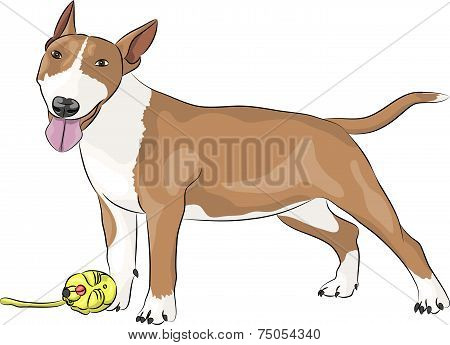 Vector Bull Terrier Dog.