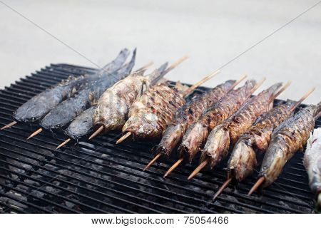 Fishes