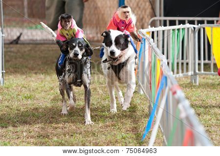 Monkeys Ride Dogs At Georgia State Fair