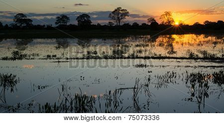 Sunset in pantanal wetlands with pond and ipe trees