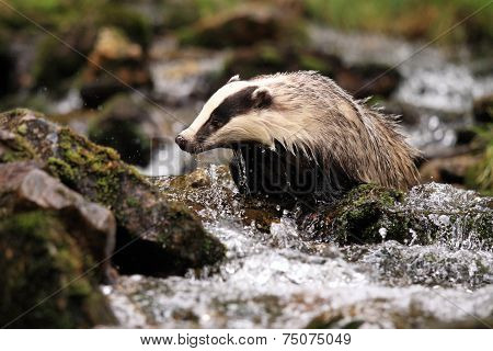 European Badger, Lat. Meles Meles