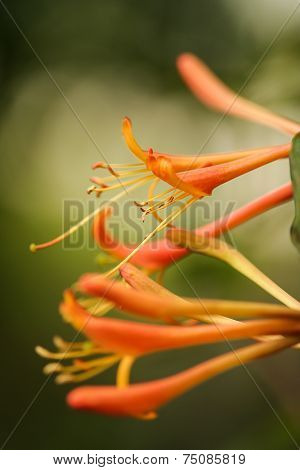 Orange Flowers