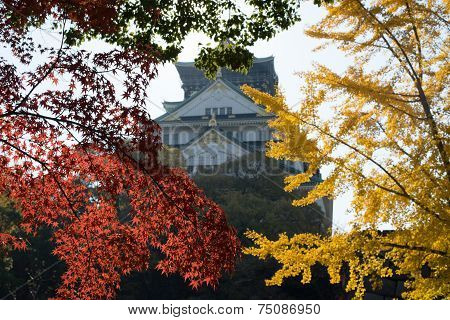 Brilliant Autumn Foliage in Osaka