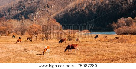 The autumn pasture