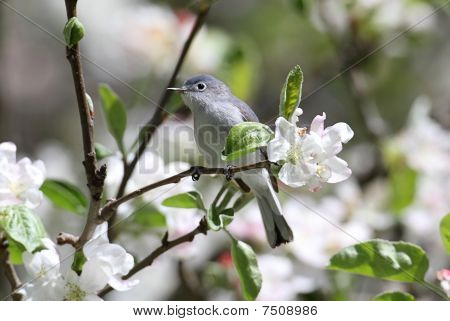 Blue-gray Gnatcatcher With Blossoms