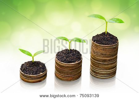 trees growing on coins