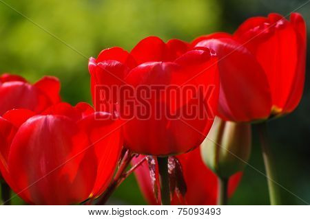 Red tulips