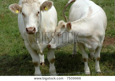 White Cows.