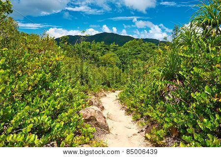 Foothpath in wild tropical nature