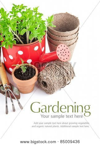 Garden tools with seedlings vegetable. Isolated on white background