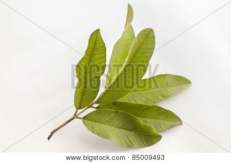 Isolated bunch of leaves of Indian custard apple - sitaphal.