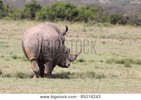 rhino´s backside
