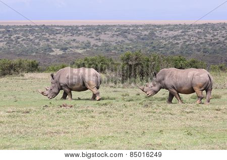 two rhinos